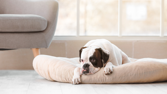 Cost-Effective Ways to Pet-Proof Floors and Furniture | Cressy & Everett